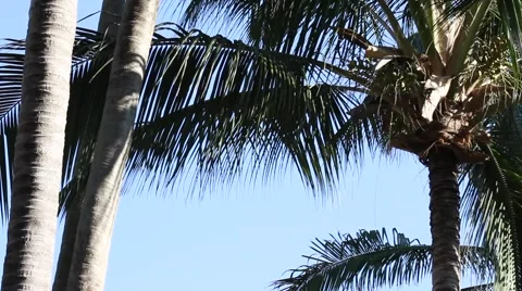 Palm trees in the wind Stock Footage 947877