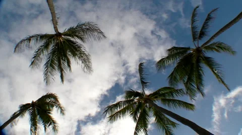 Palm Trees in the Wind Stock-Footage 1129280