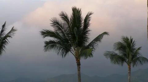 Palm Trees in the Wind Stock Footage 5297897