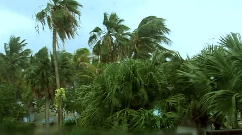 Palm trees in the wind Stock Footage 48345558