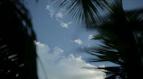 PALM TREES IN THE WIND Stock Footage 49350116
