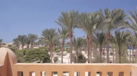 Palm trees in wind Stockbeeldmateriaal 53681824