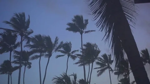 Palm trees in the wind Stock Footage 72009893