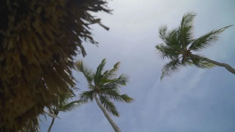 Palm trees in the wind Stock Footage 72012677