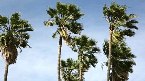 Palm Trees in Wind Stock Footage