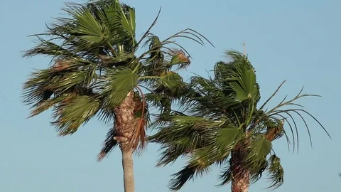 Palm trees on the wind Stock Footage 76968881
