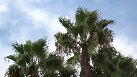 Palm trees on the wind Stock Footage 80056022