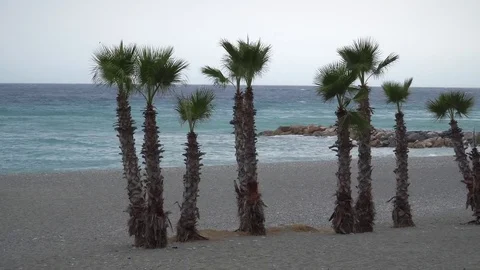 Palm trees on the wind Stock Footage 80065042