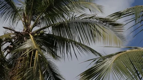Palm Trees in the wind Stock-Footage 101658240