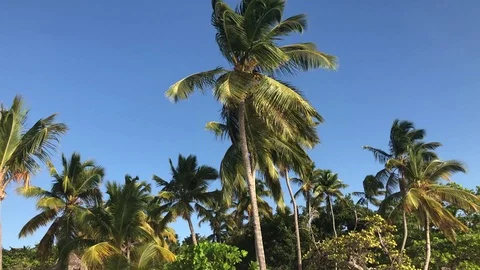 Palm Trees In The Wind Video stock 104453896