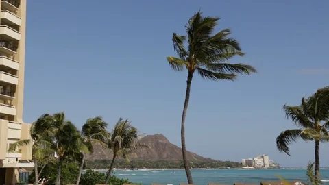 Palm Trees In The Wind Stock Footage 104783795