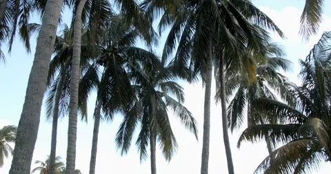 Palm Trees in the wind Stock Footage 121184581