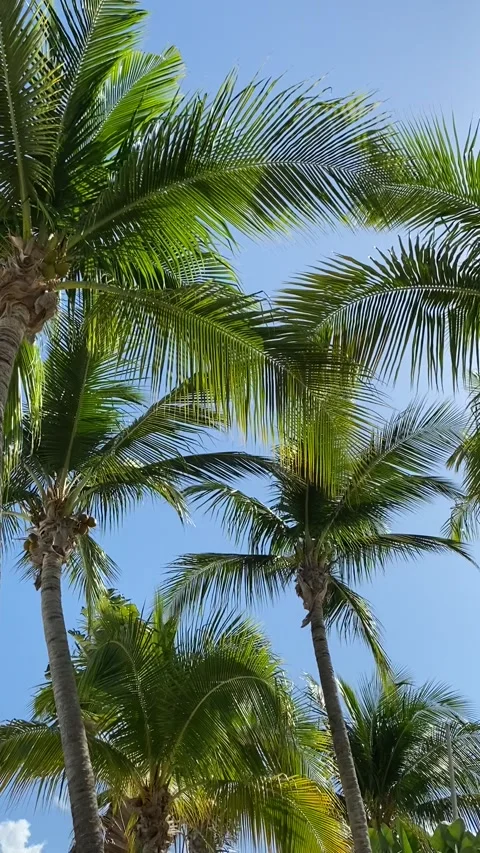 Palm trees in wind Stock Footage