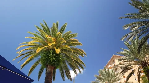 Palm trees in the wind Stock Footage 147363417