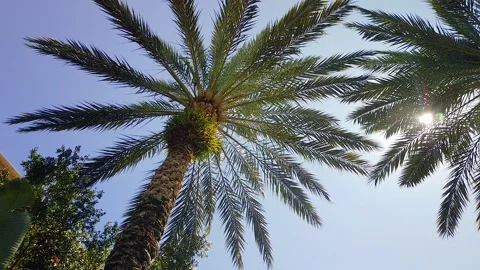 Palm trees in the wind Stock Footage 147363695