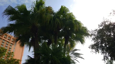 Palm trees in the wind Stock Footage 147363709