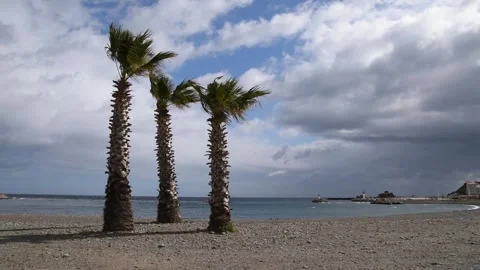 Palm trees in the wind Stock Footage 150726037