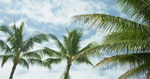 Palm Trees in Wind Stock Footage 262121464