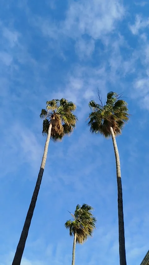 Palm trees in the wind Stock-Footage 304250282