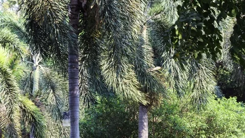 Palm trees wind forest foliage jungle green Stock Footage 124954697