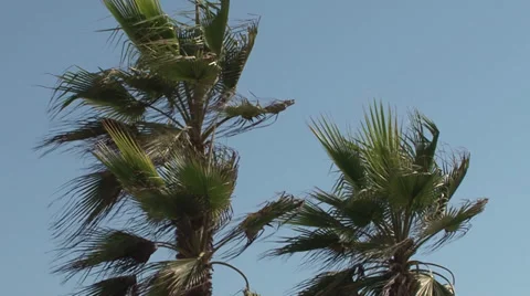 Palm trees in the wind in Los Angeles Stock Footage 30394068