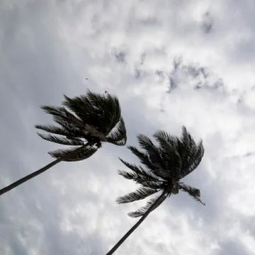 Palm trees in wind Stock Photos