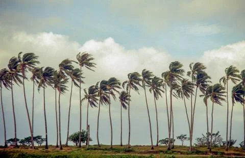 Palm trees in the wind Stock-Fotos