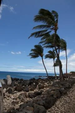 Palm trees in the wind Stock Photos
