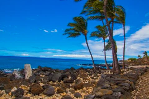 Palm trees in the wind Stock Photos