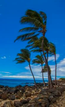 Palm trees in the wind Stock Photos
