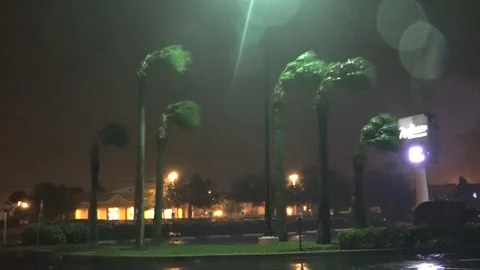 Palm Trees In Wind &amp; Rain - Hurricane Matthew Stock Footage 107043440