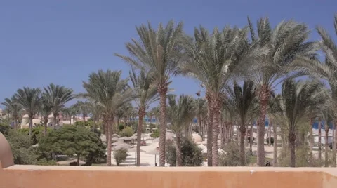 Palm trees in wind (slow) Stockbeeldmateriaal 53691300