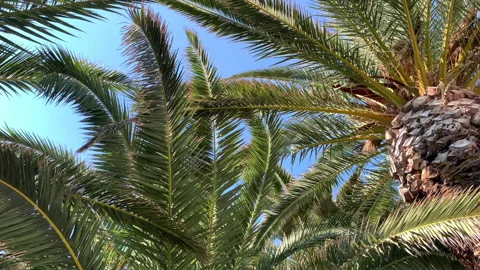 Palm trees, the wind sways palm leaves, sun glare and rustle of leaves Stock Footage 162481192