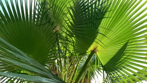 Palm trees, the wind sways palm leaves Stock Footage 162486943