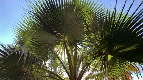 Palm trees, the wind sways palm leaves Stock Footage 162488161