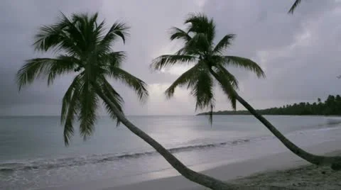Palm trees in the wind at twilight Stock Footage 12139767
