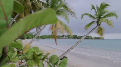 Palm trees in the wind at twilight Stock Footage 12139785