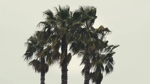 Palm trees on a windy, cloudy day moving to the rhythm of the wind Stock Footage 241727647