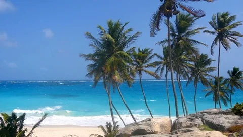 Palm trees on a Windy day at the beach in Barbados Stock Footage