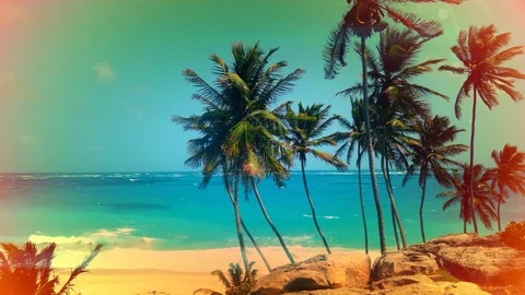 Palm trees on a Windy day at the beach in Barbados. Vidéo 80212990