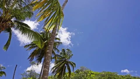 Palm trees on a windy day Stock Footage 265913944