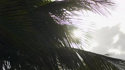 Palm Trees in Windy Day at Rio de Janeiro, Brazil, Close-up Stock Footage 158647778