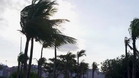 Palm Trees in Windy Day at Rio de Janeiro, Brazil Video stock 158647787