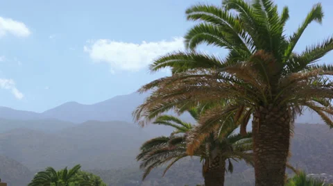 Palm trees in windy Stock Footage 37280764