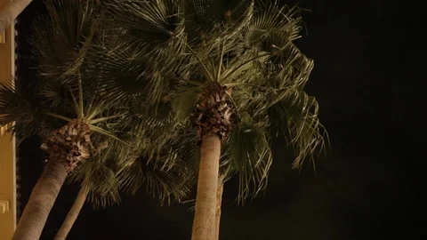 Palm Trees on a Windy Night Stock Footage 102574086