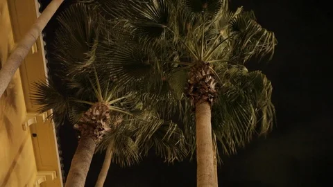 Palm Trees on a Windy Night Stock Footage 102574201