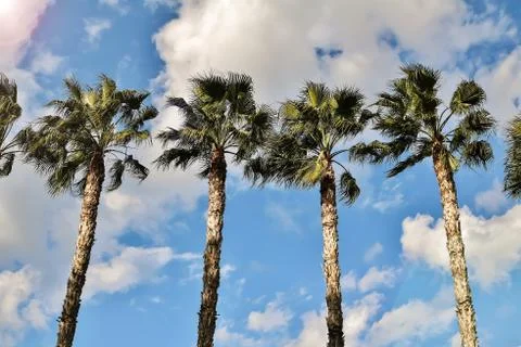 Palm trees windy 库存照片
