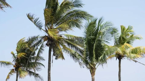 Palm Trees Windy Slowmotion 4k Stock Footage 103468760