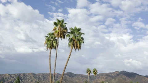 Palm trees, windy weather Stock Footage 209437755
