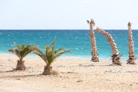 Palm trees in winter Stock Photos